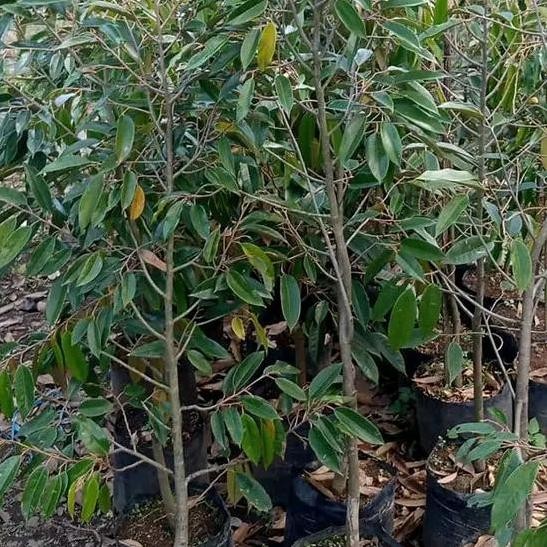 

Terlaris Bibit Durian Sunan Tinggi 1 Meter Batang Besar