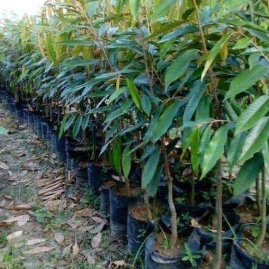 

Terlaris Bibit Tanaman Durian Bawor Unggul Tinggi 1M Sampai 1,5M