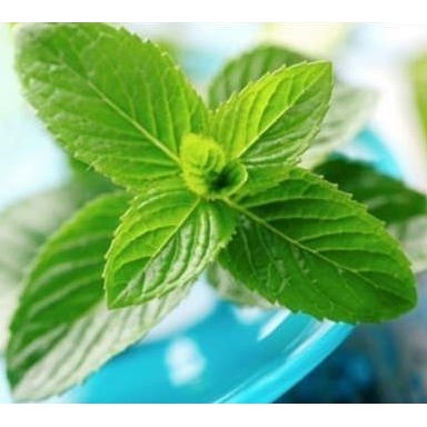 

Terlaris Bibit Tanaman Mint Bibit Daun Mint Bibit Peppermint Pohon Mint