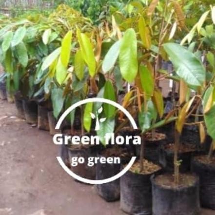 

Terlaris Bibit Pohon Durian Monthong-Bibit Durian Montong Tinggi 40-50