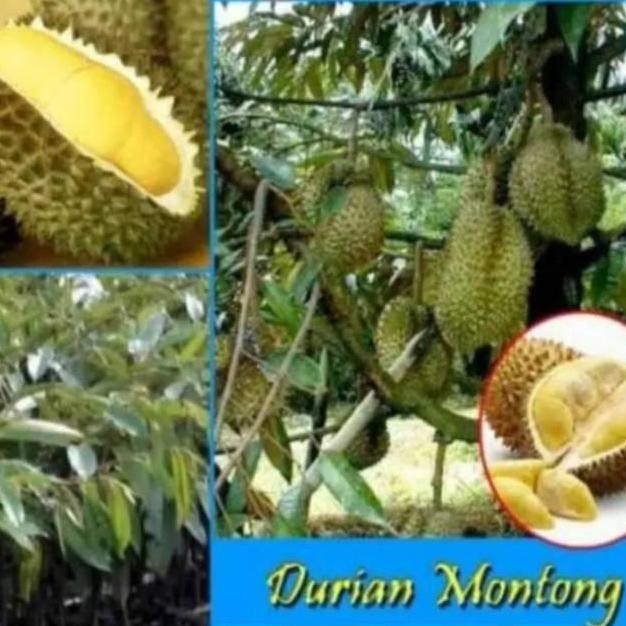 

Terlaris Bibit Durian Montong Super Cepat Berbuah Paling Dicari