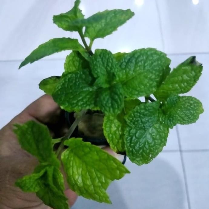 

Terlaris Top" Bibit Daun Mint Hidroponik 1 Netpot Isi 5 Pohon Sdh Ber Akar