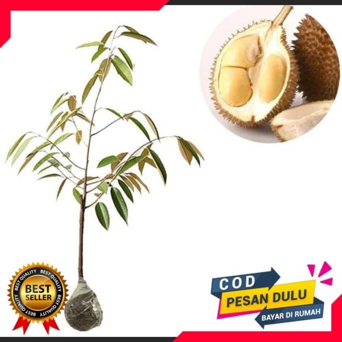 

Terlaris Bibit Tanaman Durian D24