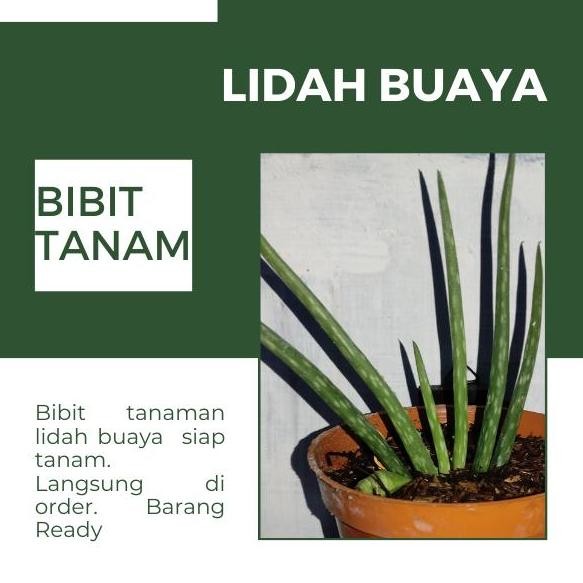

Terlaris Bibit Tanaman Lidah Buaya / Aloe Vera