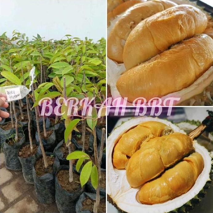 

Terlaris Benih/Bibit Durian Duri Hitam