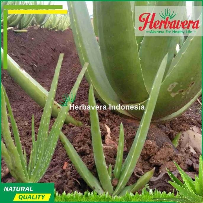 

Terlaris Bibit Lidah Buaya Jumbo Aloevera Organik [Termurah]