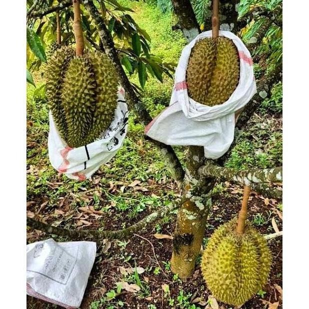 

Terlaris Super Bibit Pohon Durian Monthong/Durian Montong [Bibit Berkualitas