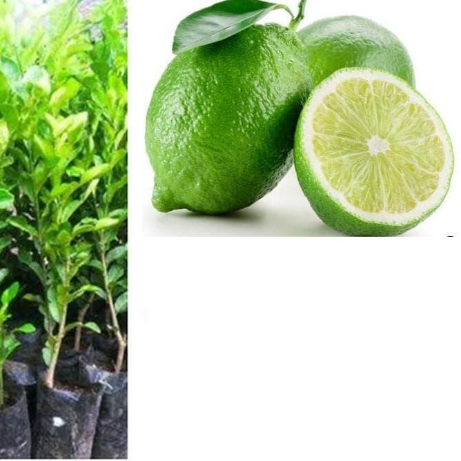 

Terlaris Terlaris Bibit Tanaman Pohon Jeruk Nipis Hasil Okulasi Jaminan Asli