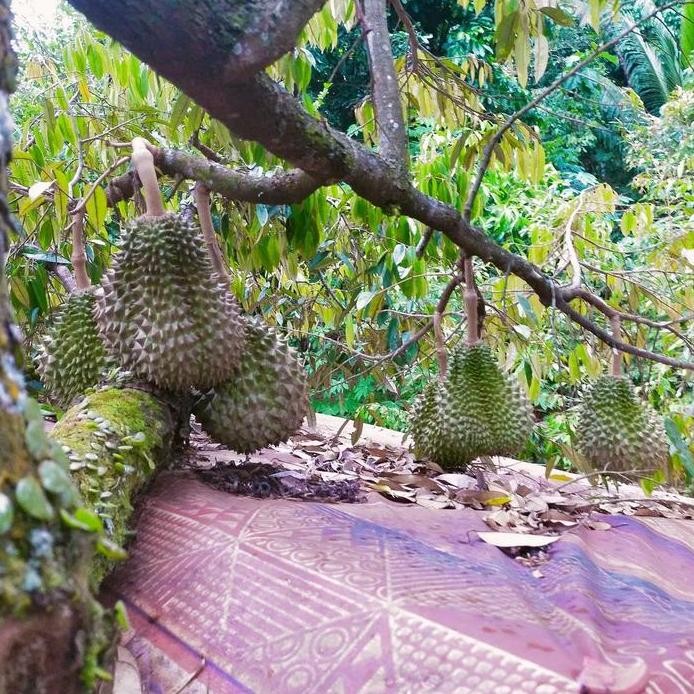 

Terlaris Bibit Durian Bawor Ukuran 1 Meter Batang Besar Siap Berbuah