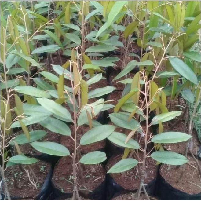 

Terlaris Bibit Durian Musangking Seedling Kaki 3