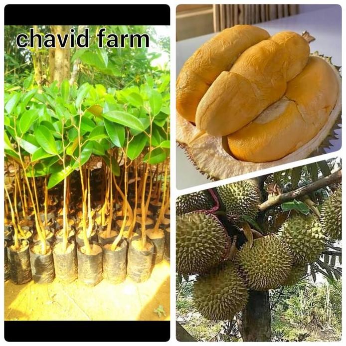 

Terlaris Bibit Durian Duri Hitam Oche Okulasi Berat 250Gram