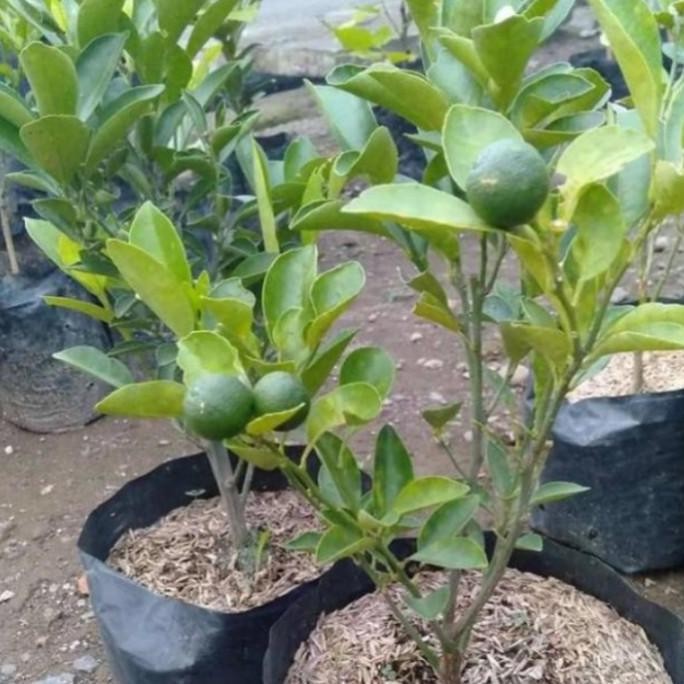 

Terlaris Bibit Tanaman Buah Jeruk Nipis