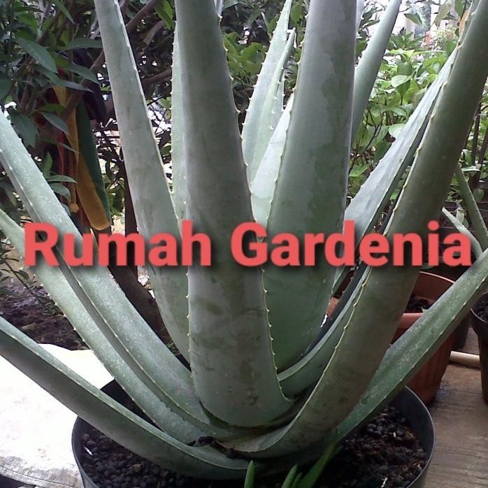 

Terlaris Bibit Aloe Vera/Lidah Buaya Barbadensis