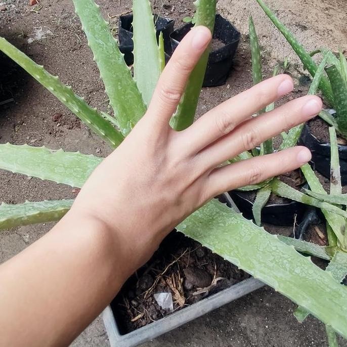 

Terlaris Bibit Lidah Buaya, Tanaman Lidah Buaya Ukuran 20Cm
