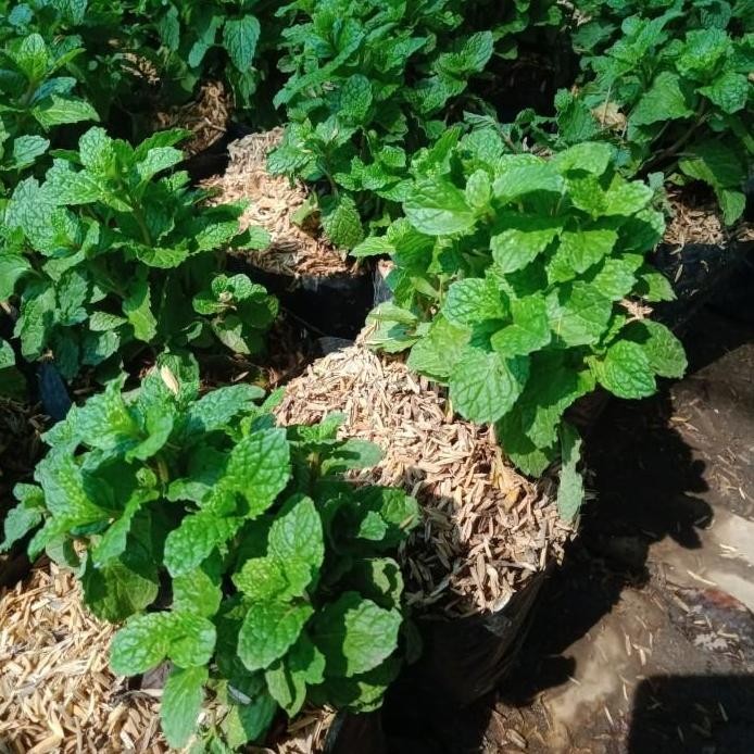 

Terlaris Bibit Daun Mint Super Berkuwalitas Dan Daun Sdh Rimbun.