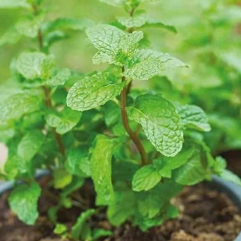 

Terlaris Bibit Daun Mint/ Pepermint