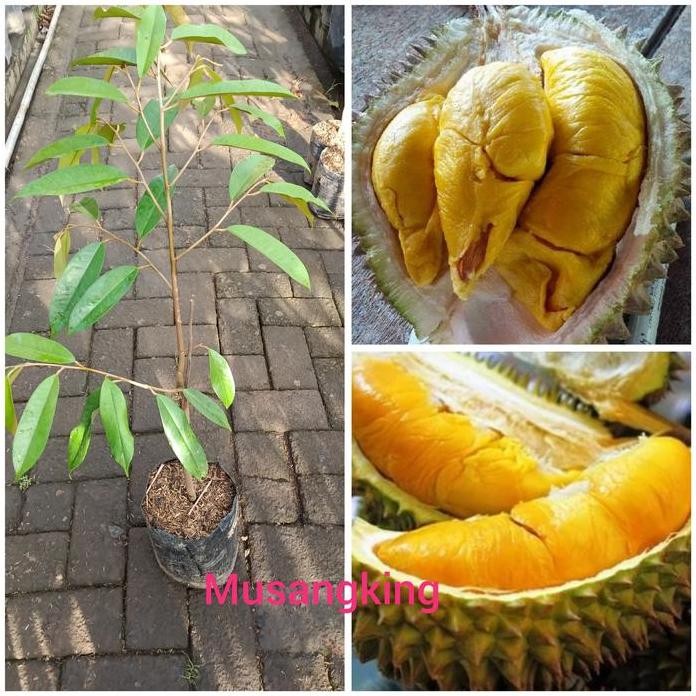 

Terlaris Bibit Durian Musangking