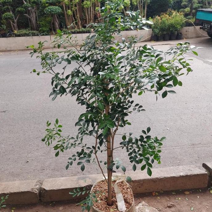 pohon kemuning besar