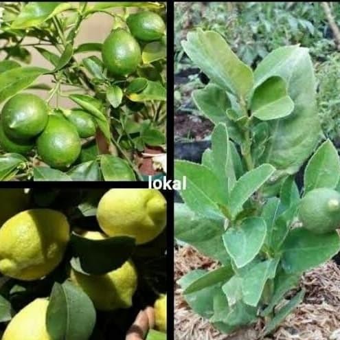

Terlaris Bibit Jeruk Nipis Kondisi Sudah Berbuah Siap Panen