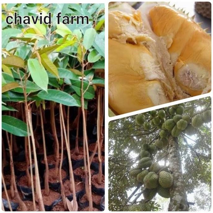 

Terlaris Bibit Durian Bawor Bhineka Bawor Montong Orange