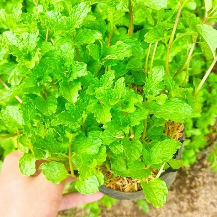 

Terlaris Bibit Tanaman Herbal Daun Mint Segar