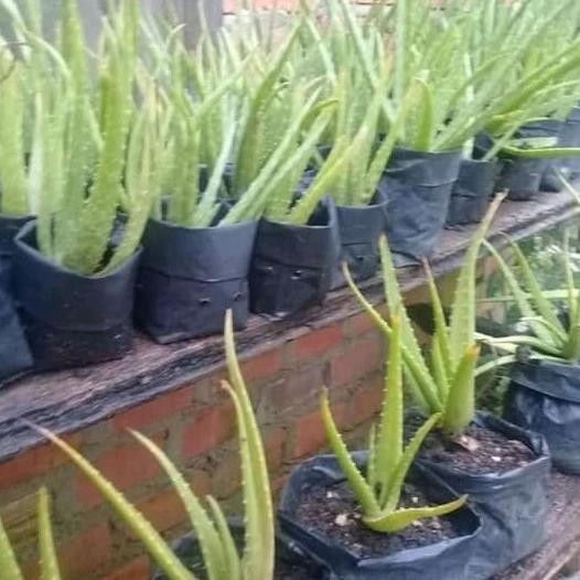 

Terlaris Bibit Lidah Buaya