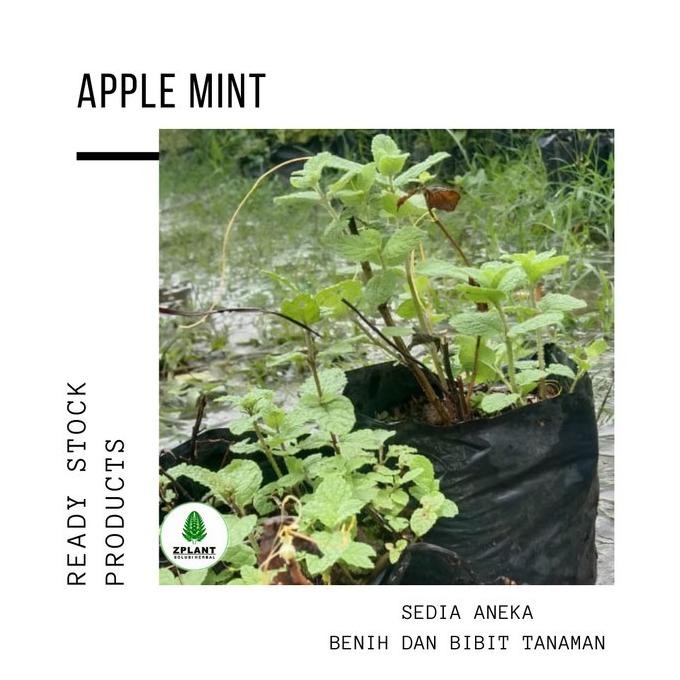 

Terlaris Bibit Tanaman Daun Apple Apel Mint Mentha Suaveolens Herbal Pohon Unik