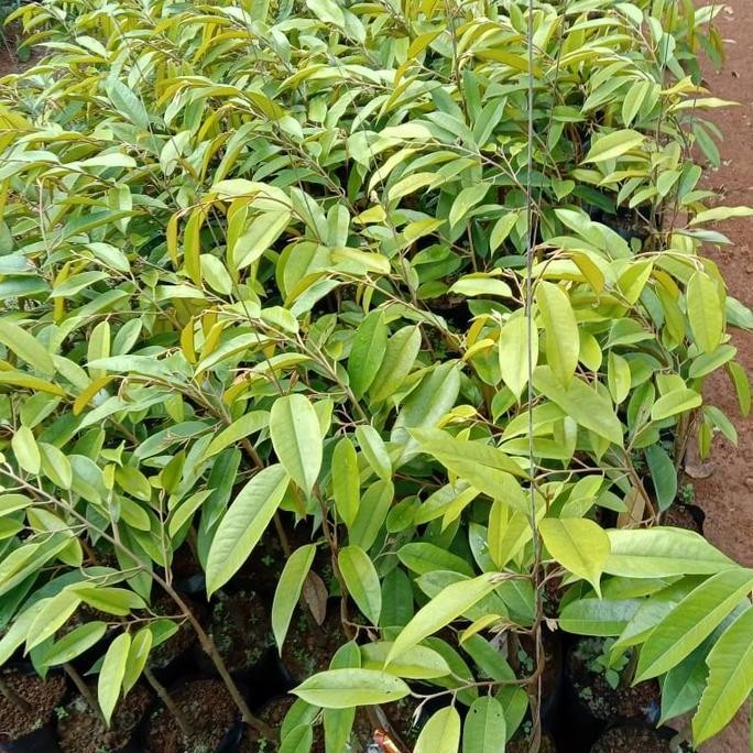 

Terlaris Bibit Tanaman Durian Bawor