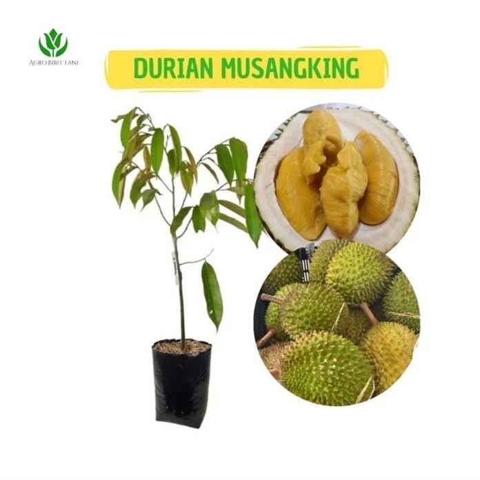 

Terlaris Bibit Tanaman Buah Durian Musang King Super-Bibit Murah