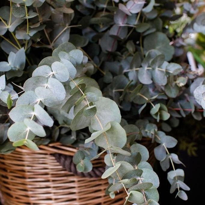 Daun Eucalyptus Cinerea