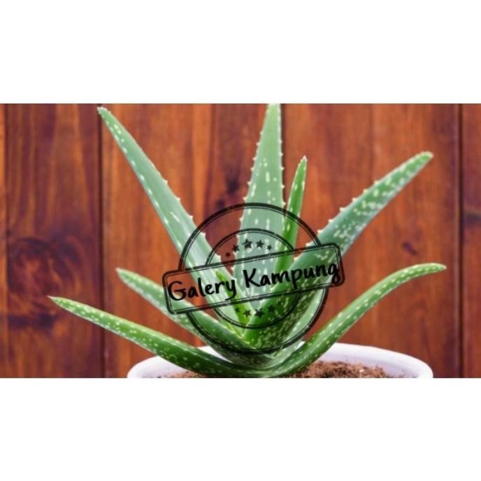 

Terlaris Bibit Tanaman Lidah Buaya Jumbo Sinensis (10-25Cm)