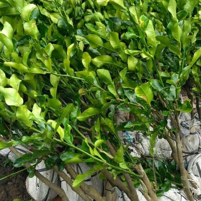 

Terlaris Bibit Tanaman Jeruk Nipis