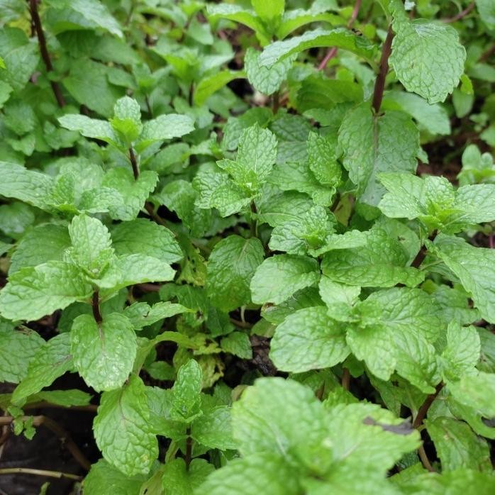 

Terlaris Readyyy Bibit Daun Mint Tanaman Daun Mint Sweet Mint