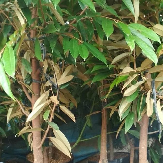 

Terlaris Bagus Bibit Pohon Durian Musang King Umur 3 Tahun Tinggi 1.5 Meter