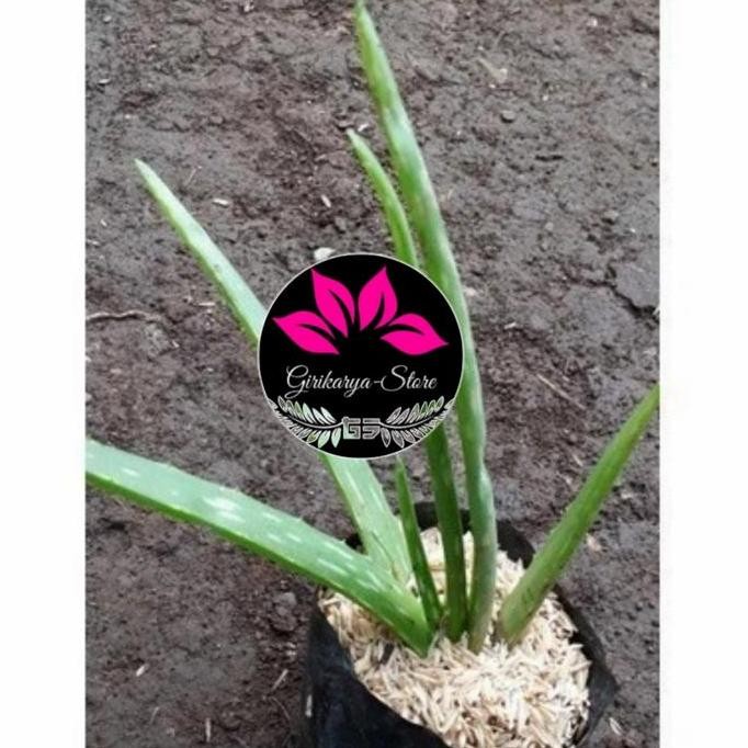 

Terlaris Terlaris Bibit Lidah Buaya/Aloe Vera Cod