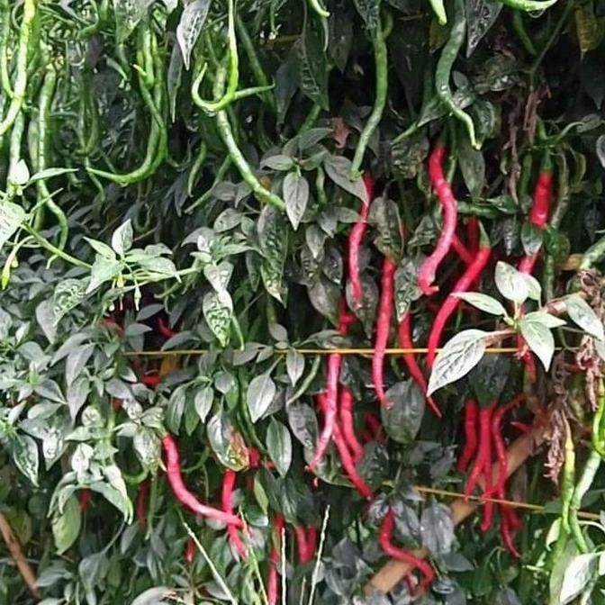 || BANANA / Bibit Cabe Merah Keriting Tinggi 2m LOKAL LEGUM 10gr - CMK LEGUM Benih ||~~~