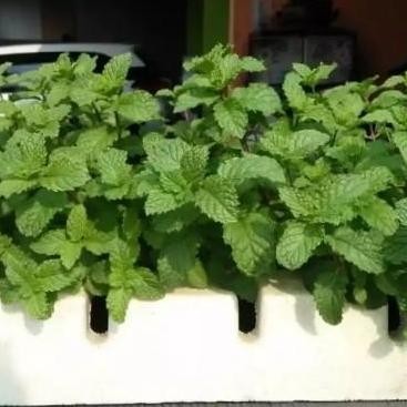

Terlaris Ankn Tanaman Daun Mint Bibit Mint Banyak Hasiat
