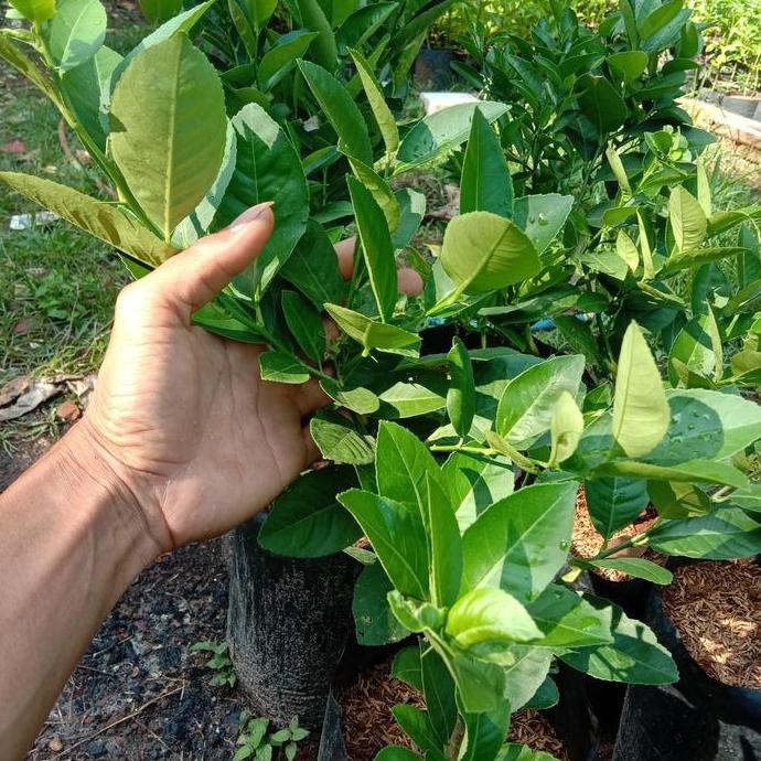 

Terlaris Bibit Pohon Jeruk Nipis Lemon-Tanaman Jeruk Nipis