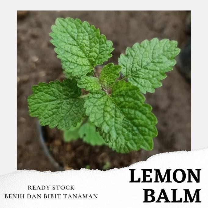 

Terlaris Grosir Bibit Tanaman Herbal Lemon Balm | Daun Mint | Tanaman Mint