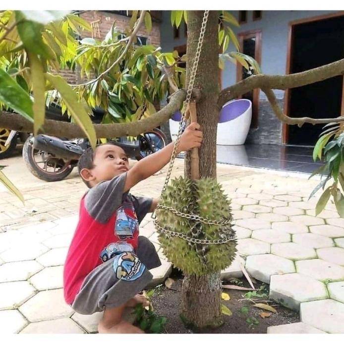 

Terlaris Bibit Tanaman Durian Montong Unggul Siap Buah Cc A