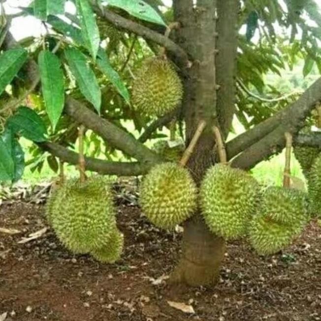 

Terlaris Pusat_Alam Bibit Durian Musangking Kaki 3