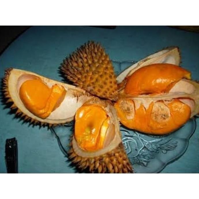 

Terlaris Bibit Durian Lei Khas Kalimantan Asli Cepat Berbuah