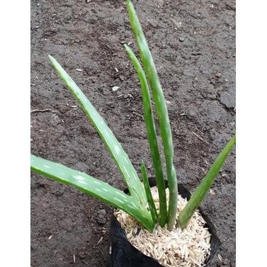 

Terlaris Terlaris Bibit Lidah Buaya/Aloe Vera Cod