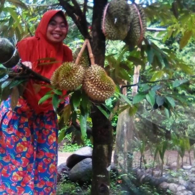 

Terlaris Bibit Durian Montong Super Okulasi 1 Meter Berbuah Dalam 3-4 Tahun