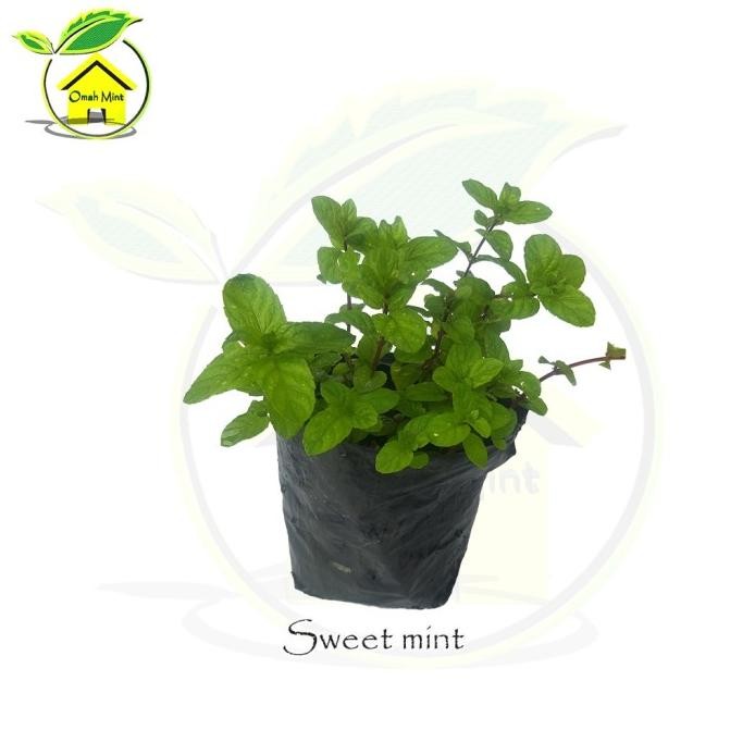 

Terlaris Bibit Tanaman Daun Mint Bibit Herbal Sweet Mint Bibit Da Werwlo 2409Te