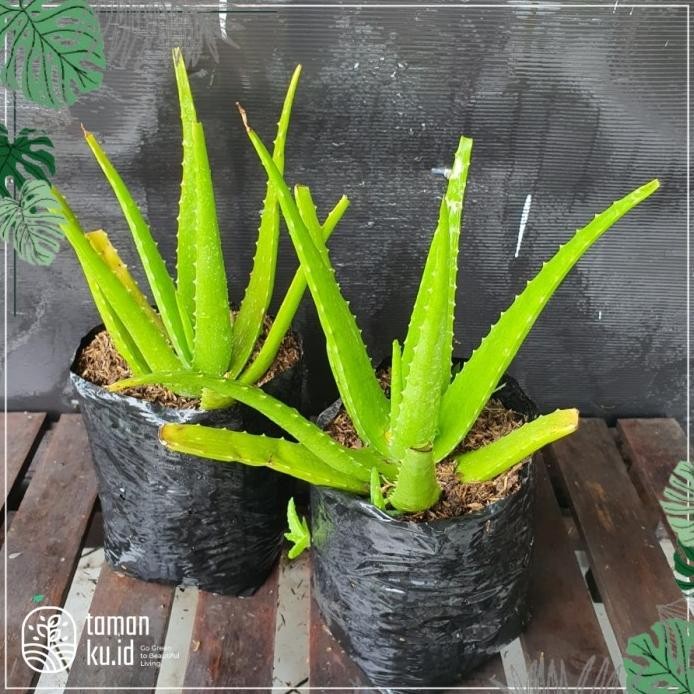 

Terlaris Bibit Tanaman Lidah Buaya | Lidah Buaya Aloevera Segar M Eremzq 1652Cv
