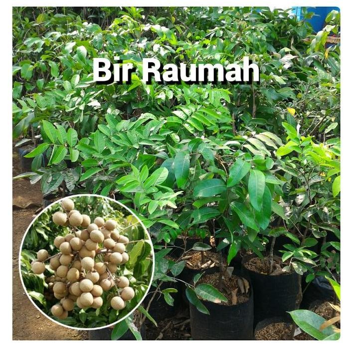 

Terlaris Bibit Pohon Kelengkeng Lengkeng Aroma Durian