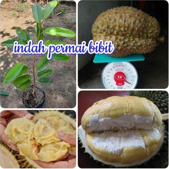 

Terlaris Bibit Tanaman Durian Bantal Mas