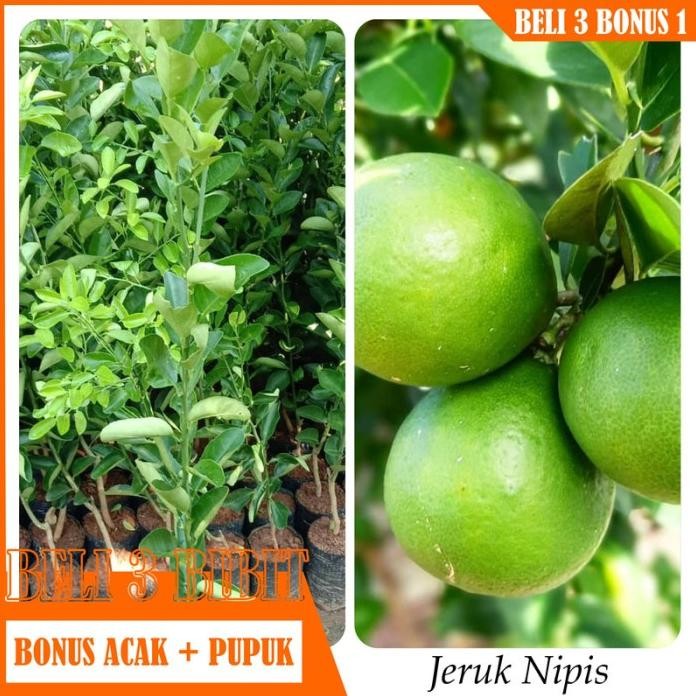 

Terlaris Bibit Tanaman Buahh Jeruk Nipis