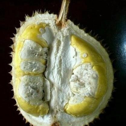 

Terlaris Bibit Buah Durian Monthong - Tinggi 60Cm